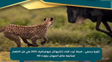 تنويه رسمي.. ضبط تردد قناة ناشيونال جيوغرافيك 2025 على كل الأقمار لمتابعة عالم الحيوان بجودة HD